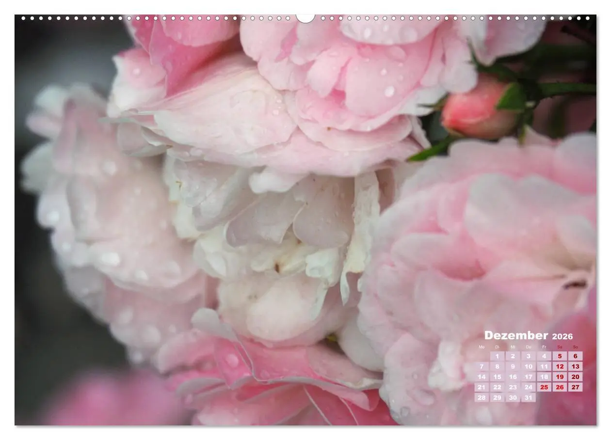 Bild: 9783457738436 | Rosen, die Königin der Blumen (Wandkalender 2026 DIN A2 quer),...