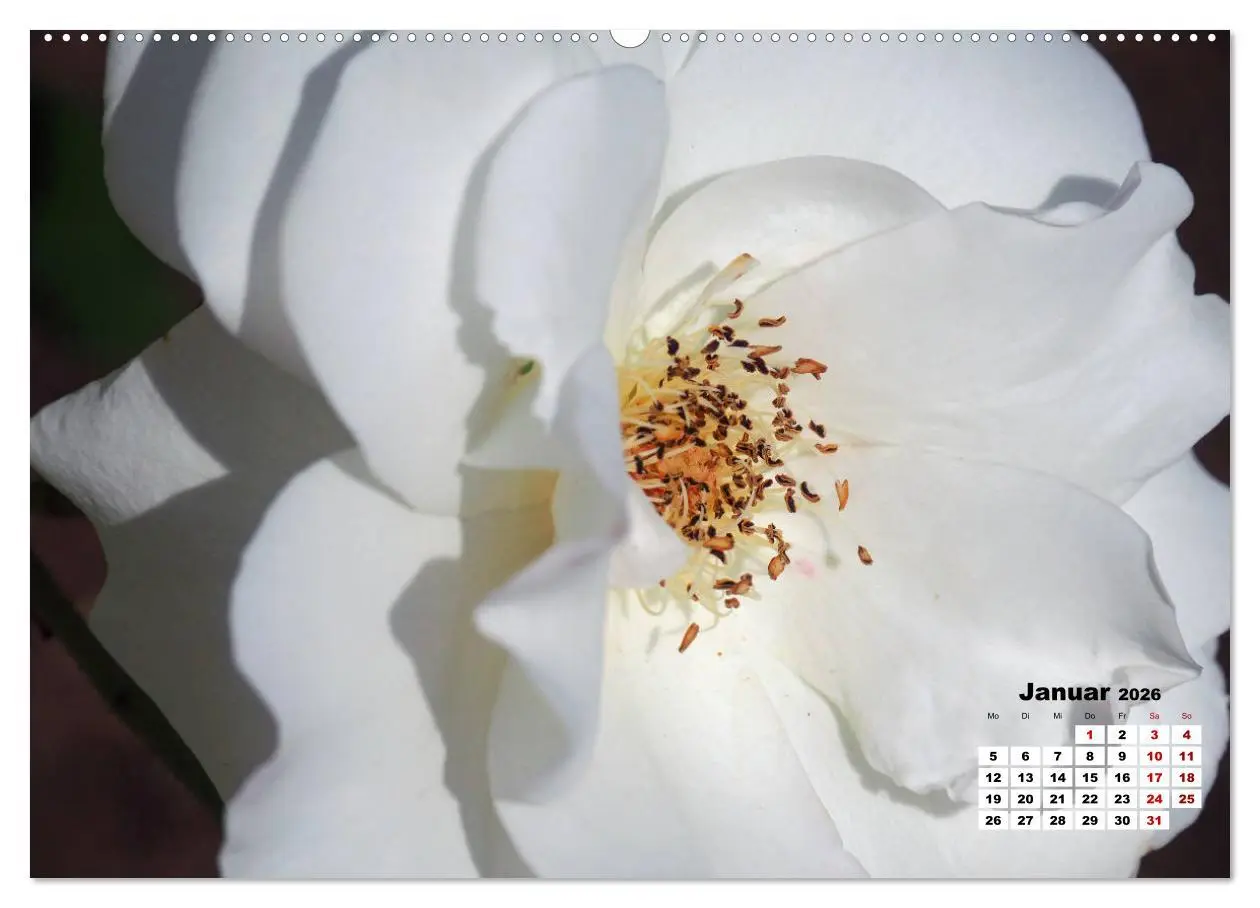 Bild: 9783457738436 | Rosen, die Königin der Blumen (Wandkalender 2026 DIN A2 quer),...