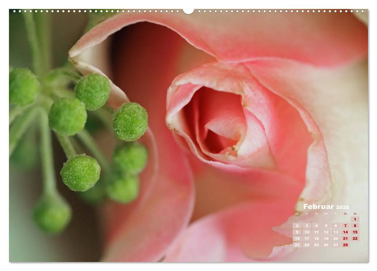 Bild: 9783457738436 | Rosen, die Königin der Blumen (Wandkalender 2026 DIN A2 quer),...
