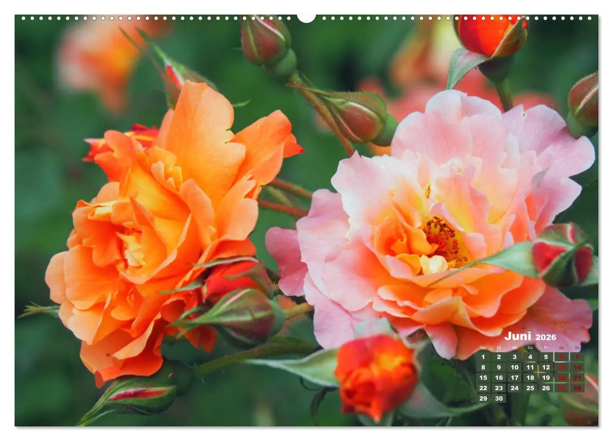 Bild: 9783457738436 | Rosen, die Königin der Blumen (Wandkalender 2026 DIN A2 quer),...