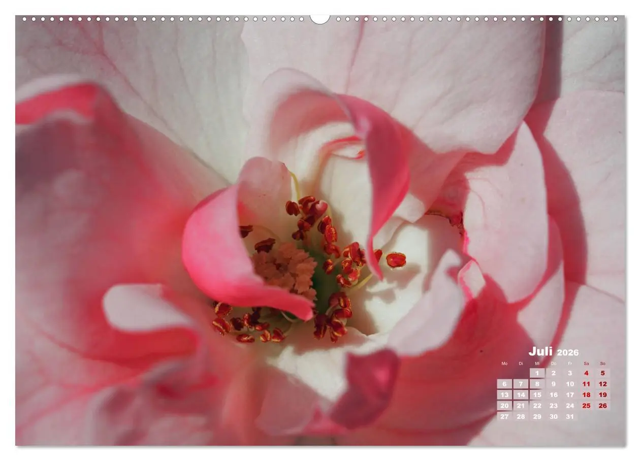 Bild: 9783457738436 | Rosen, die Königin der Blumen (Wandkalender 2026 DIN A2 quer),...