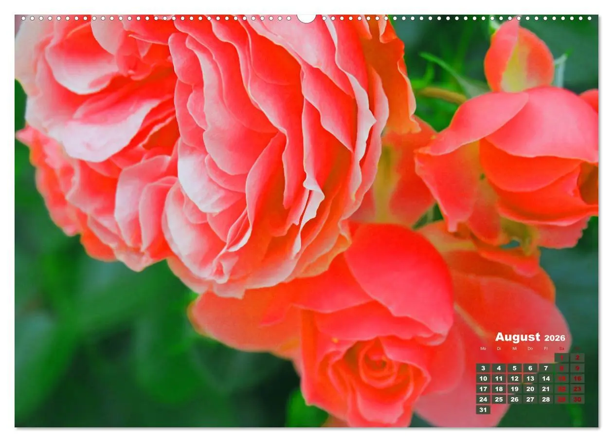Bild: 9783457738436 | Rosen, die Königin der Blumen (Wandkalender 2026 DIN A2 quer),...