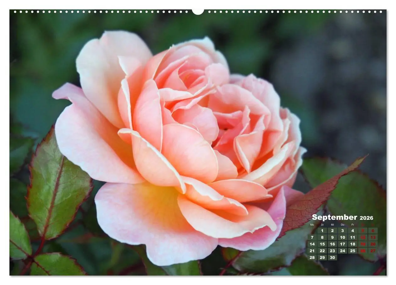 Bild: 9783457738436 | Rosen, die Königin der Blumen (Wandkalender 2026 DIN A2 quer),...