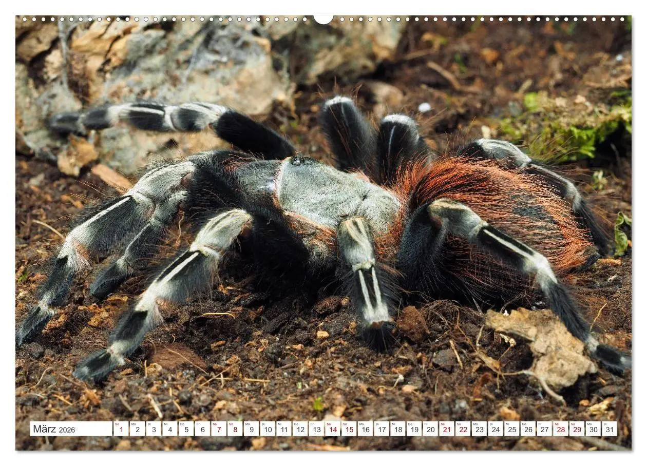 Bild: 9783457348536 | Haarige Gesellen (hochwertiger Premium Wandkalender 2026 DIN A2...