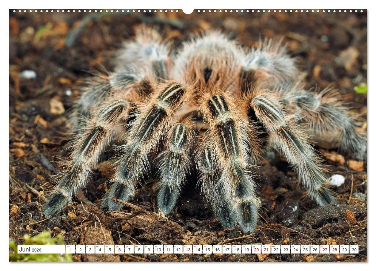 Bild: 9783457348536 | Haarige Gesellen (hochwertiger Premium Wandkalender 2026 DIN A2...