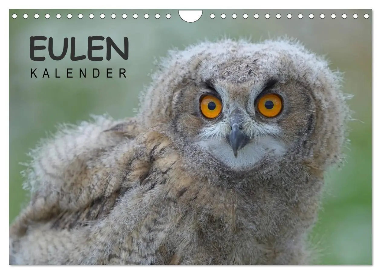 Cover: 9783516128536 | Eulen-Kalender (Wandkalender 2026 DIN A4 quer), CALVENDO...