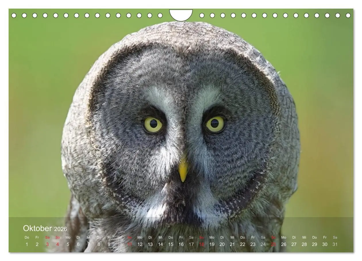 Bild: 9783516128536 | Eulen-Kalender (Wandkalender 2026 DIN A4 quer), CALVENDO...