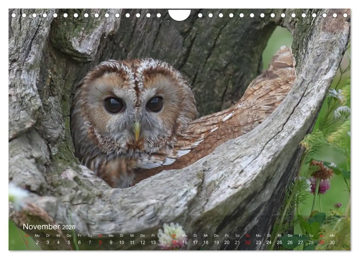 Bild: 9783516128536 | Eulen-Kalender (Wandkalender 2026 DIN A4 quer), CALVENDO...