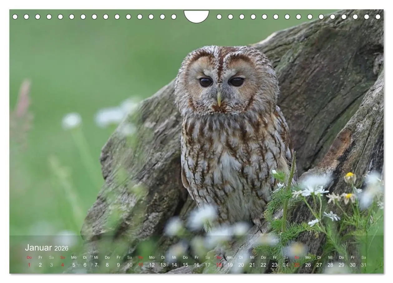 Bild: 9783516128536 | Eulen-Kalender (Wandkalender 2026 DIN A4 quer), CALVENDO...
