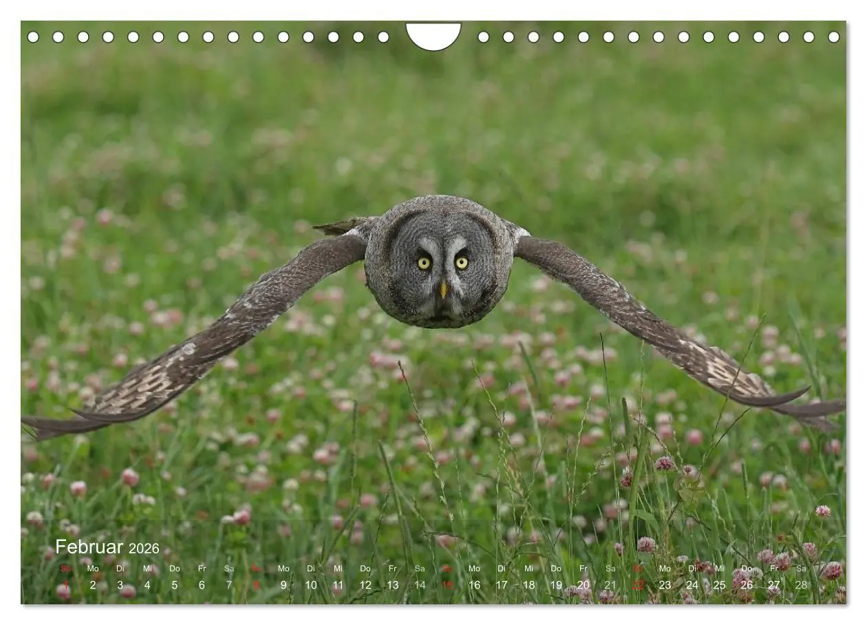 Bild: 9783516128536 | Eulen-Kalender (Wandkalender 2026 DIN A4 quer), CALVENDO...