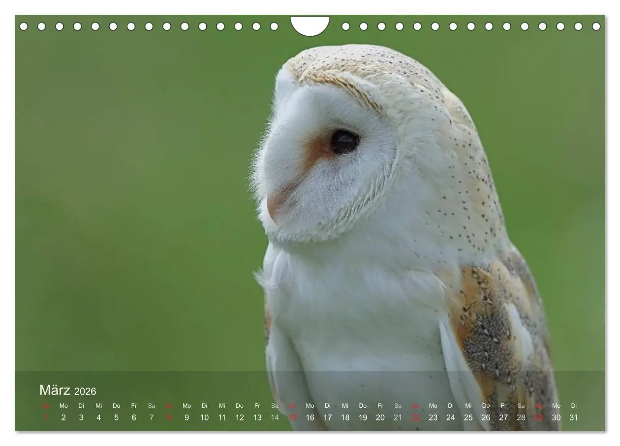 Bild: 9783516128536 | Eulen-Kalender (Wandkalender 2026 DIN A4 quer), CALVENDO...