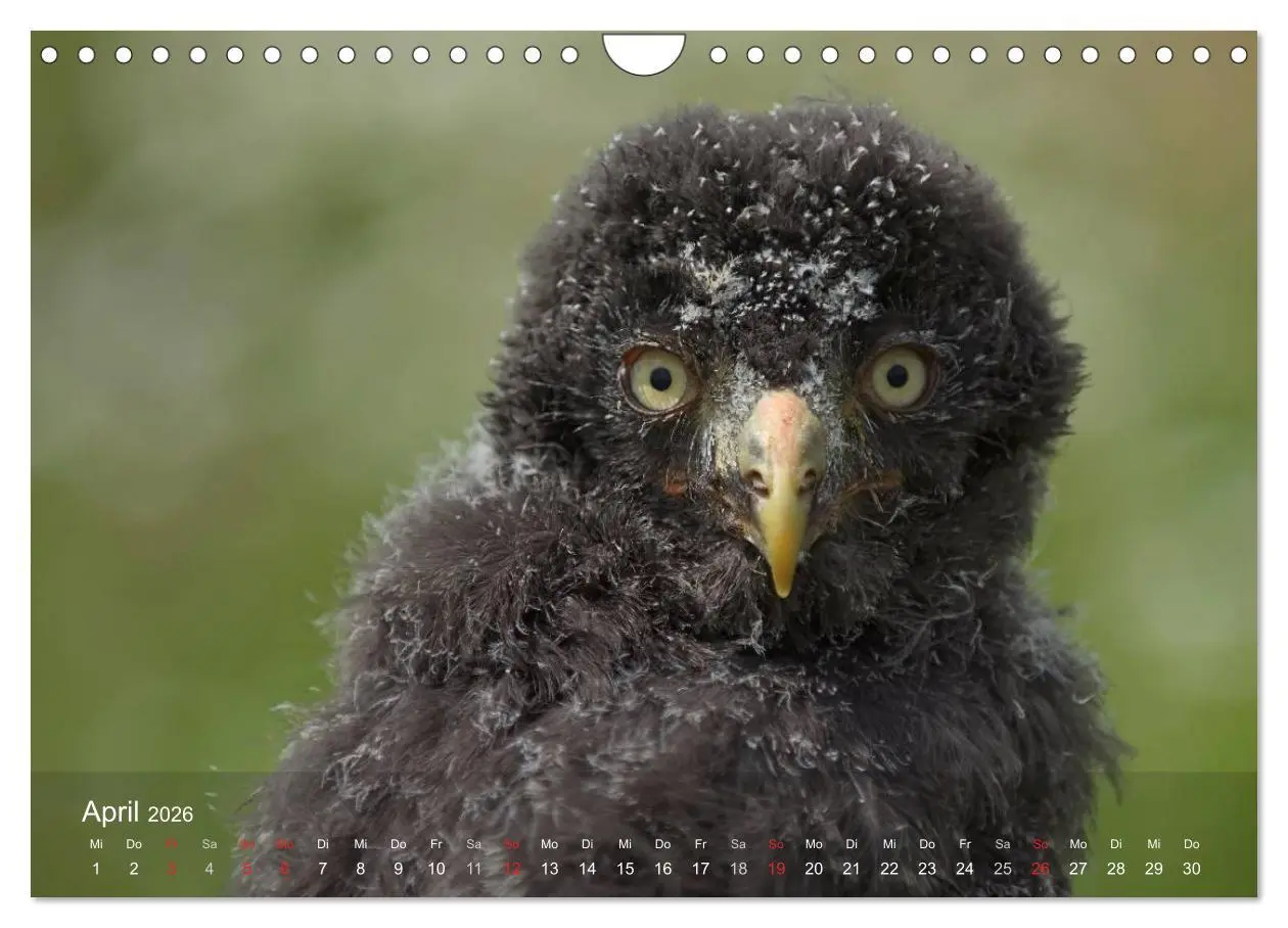 Bild: 9783516128536 | Eulen-Kalender (Wandkalender 2026 DIN A4 quer), CALVENDO...