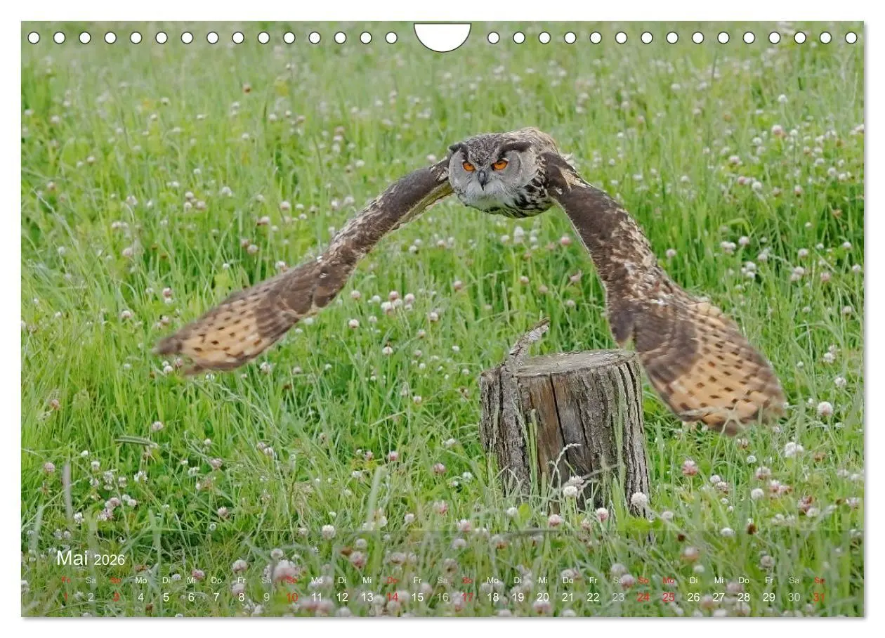 Bild: 9783516128536 | Eulen-Kalender (Wandkalender 2026 DIN A4 quer), CALVENDO...