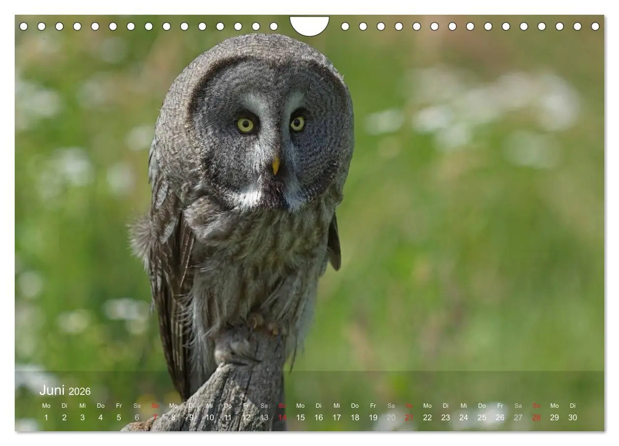 Bild: 9783516128536 | Eulen-Kalender (Wandkalender 2026 DIN A4 quer), CALVENDO...