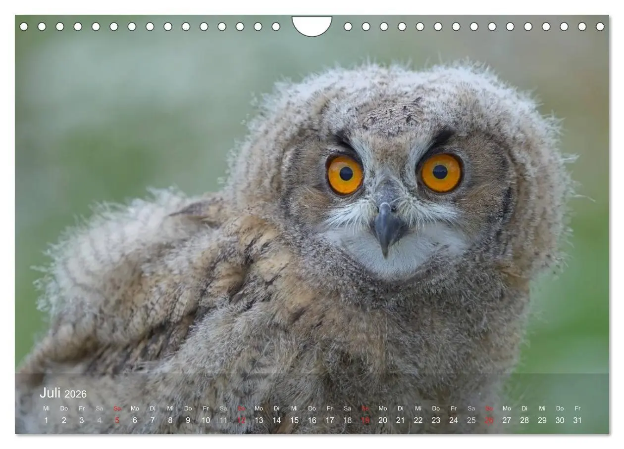 Bild: 9783516128536 | Eulen-Kalender (Wandkalender 2026 DIN A4 quer), CALVENDO...