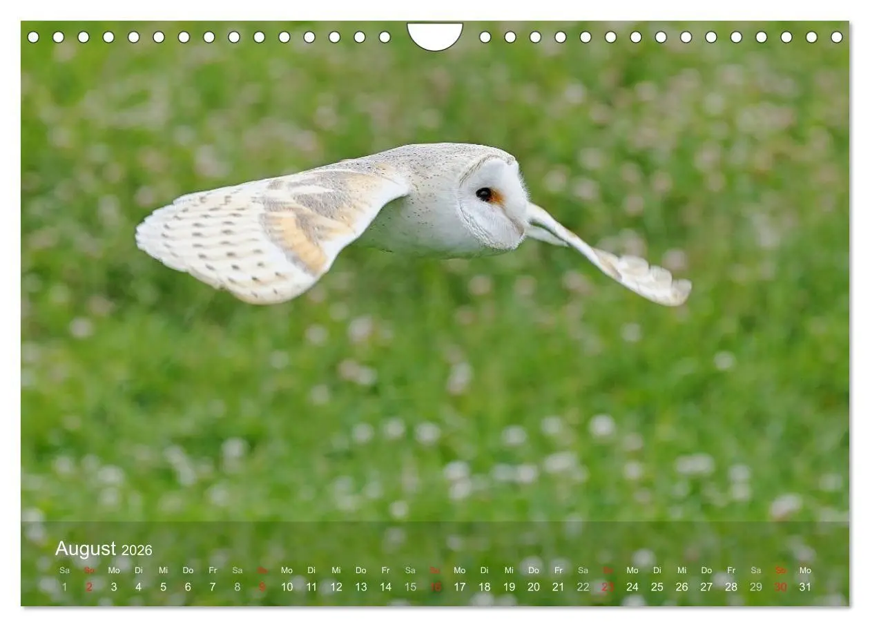 Bild: 9783516128536 | Eulen-Kalender (Wandkalender 2026 DIN A4 quer), CALVENDO...