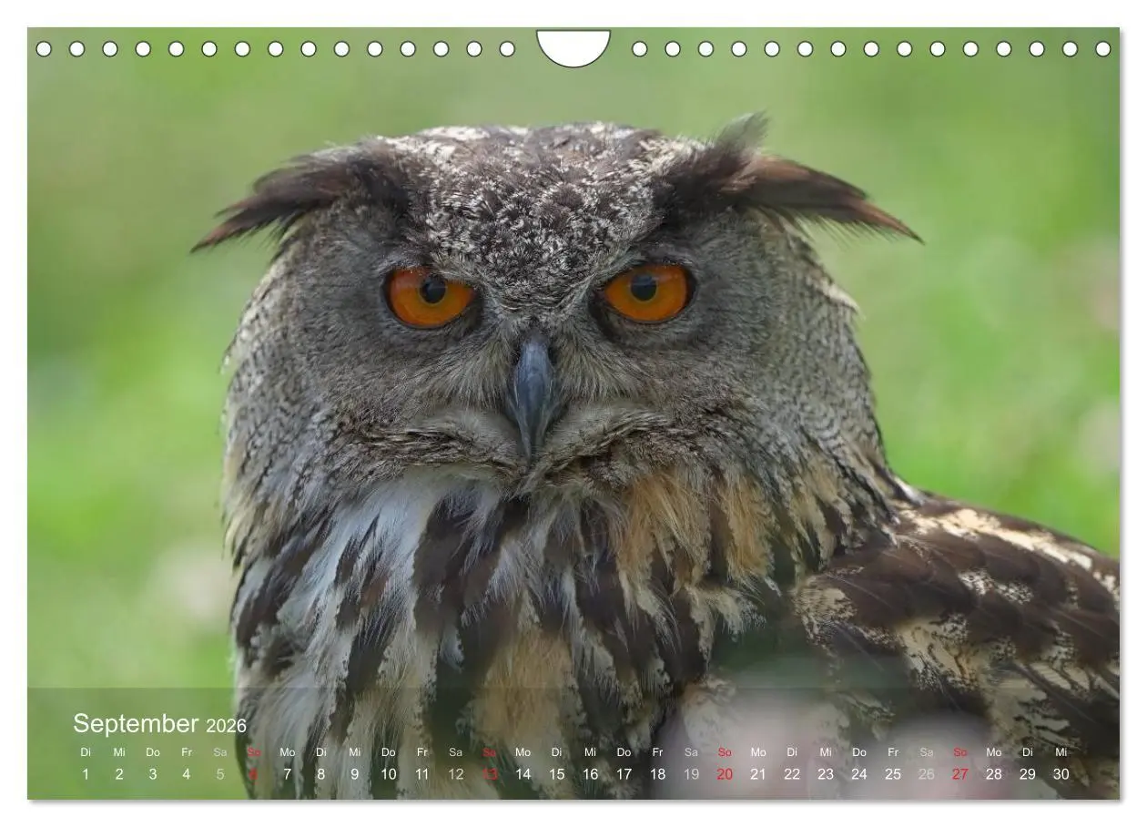 Bild: 9783516128536 | Eulen-Kalender (Wandkalender 2026 DIN A4 quer), CALVENDO...