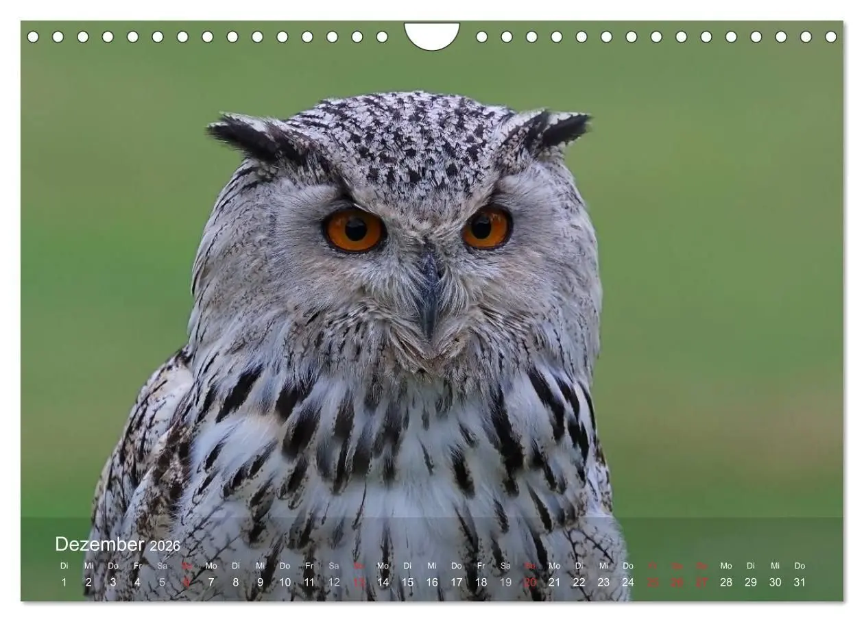 Bild: 9783516128536 | Eulen-Kalender (Wandkalender 2026 DIN A4 quer), CALVENDO...