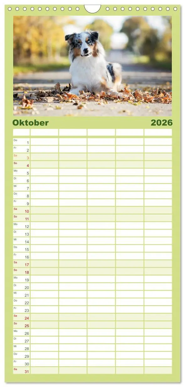 Bild: 9783516508536 | Familienplaner 2026 - Herzensaussies - Australian Shepherd mit 5...