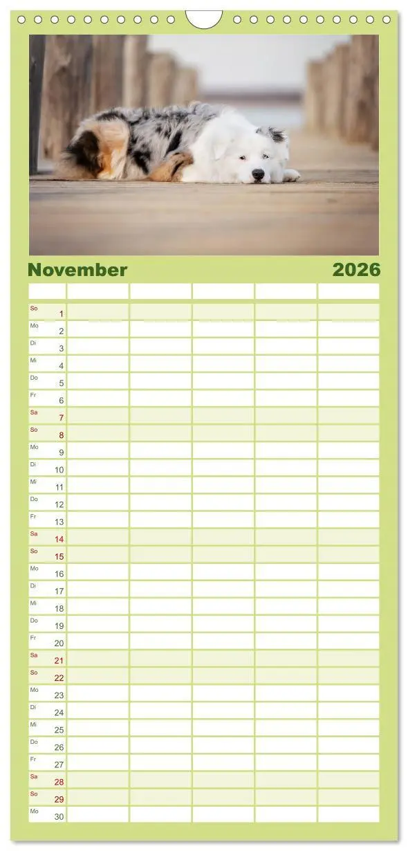 Bild: 9783516508536 | Familienplaner 2026 - Herzensaussies - Australian Shepherd mit 5...