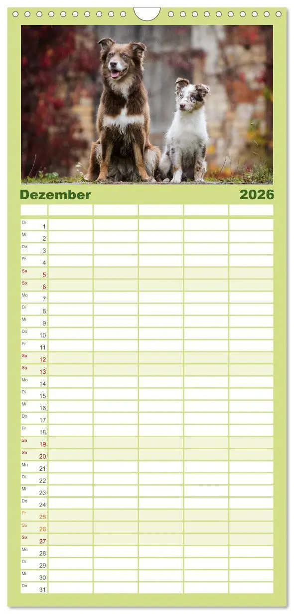 Bild: 9783516508536 | Familienplaner 2026 - Herzensaussies - Australian Shepherd mit 5...