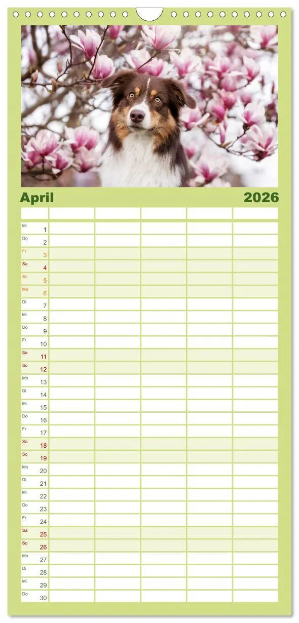 Bild: 9783516508536 | Familienplaner 2026 - Herzensaussies - Australian Shepherd mit 5...