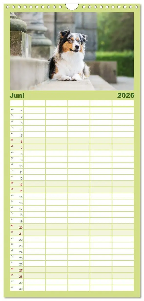 Bild: 9783516508536 | Familienplaner 2026 - Herzensaussies - Australian Shepherd mit 5...
