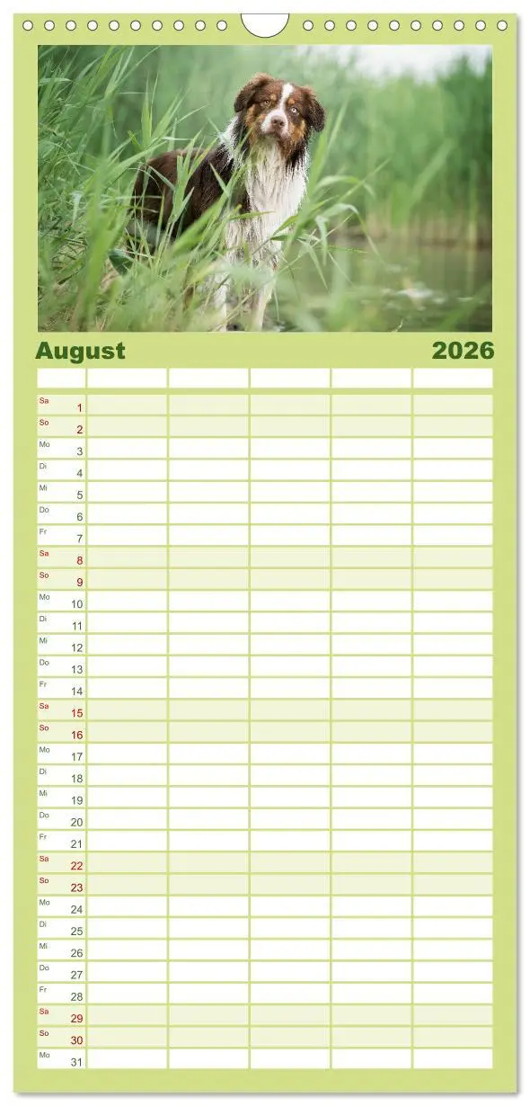 Bild: 9783516508536 | Familienplaner 2026 - Herzensaussies - Australian Shepherd mit 5...