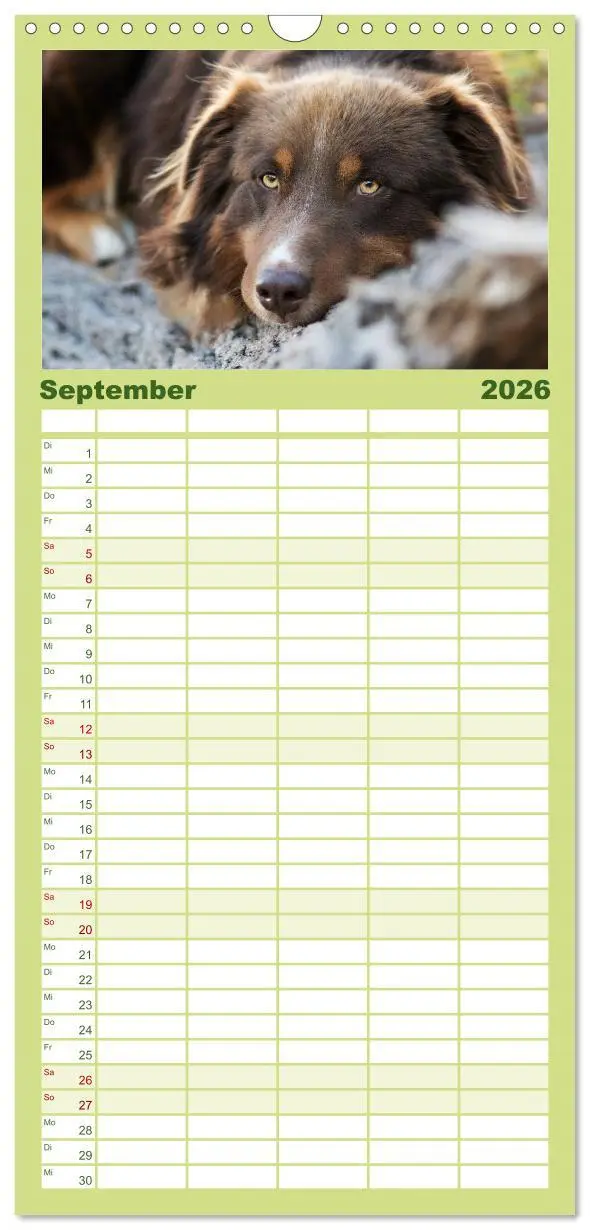 Bild: 9783516508536 | Familienplaner 2026 - Herzensaussies - Australian Shepherd mit 5...