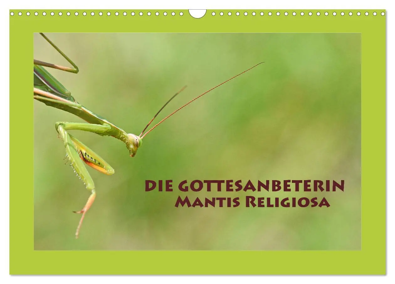 Cover: 9783457718636 | Die Gottesanbeterin Mantis Religiosa (Wandkalender 2026 DIN A3...