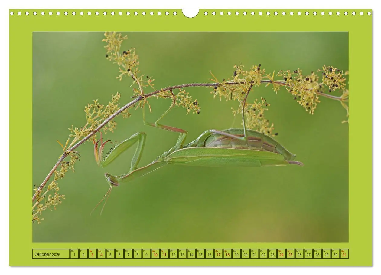 Bild: 9783457718636 | Die Gottesanbeterin Mantis Religiosa (Wandkalender 2026 DIN A3...