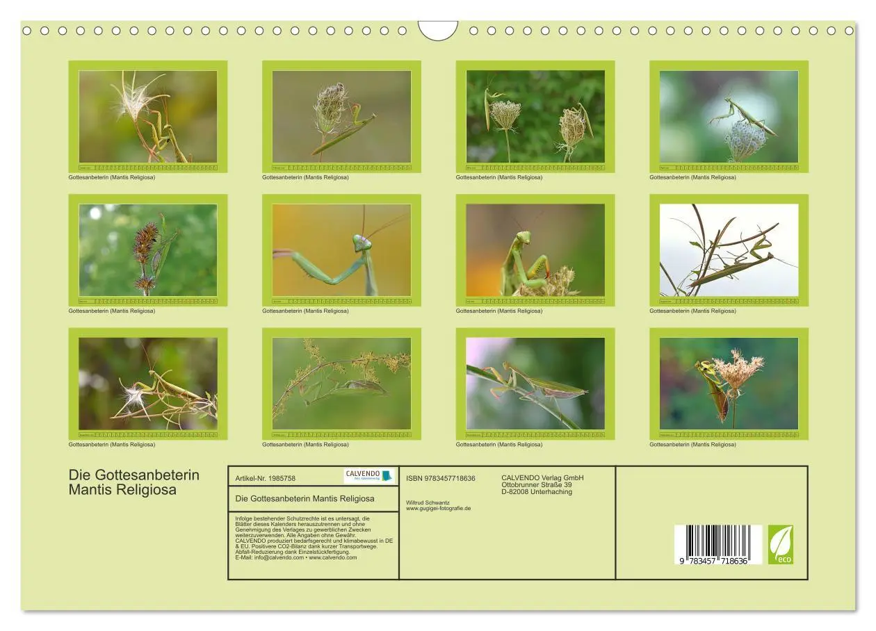 Bild: 9783457718636 | Die Gottesanbeterin Mantis Religiosa (Wandkalender 2026 DIN A3...