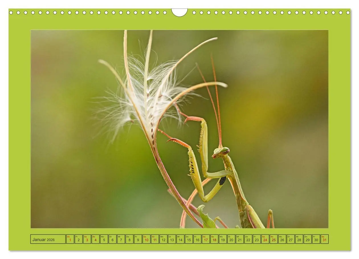 Bild: 9783457718636 | Die Gottesanbeterin Mantis Religiosa (Wandkalender 2026 DIN A3...