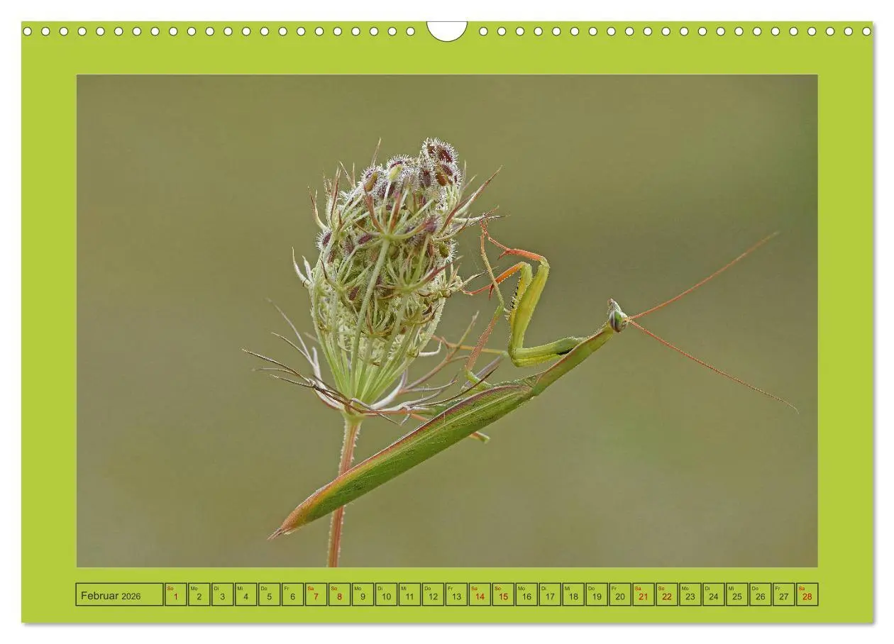 Bild: 9783457718636 | Die Gottesanbeterin Mantis Religiosa (Wandkalender 2026 DIN A3...