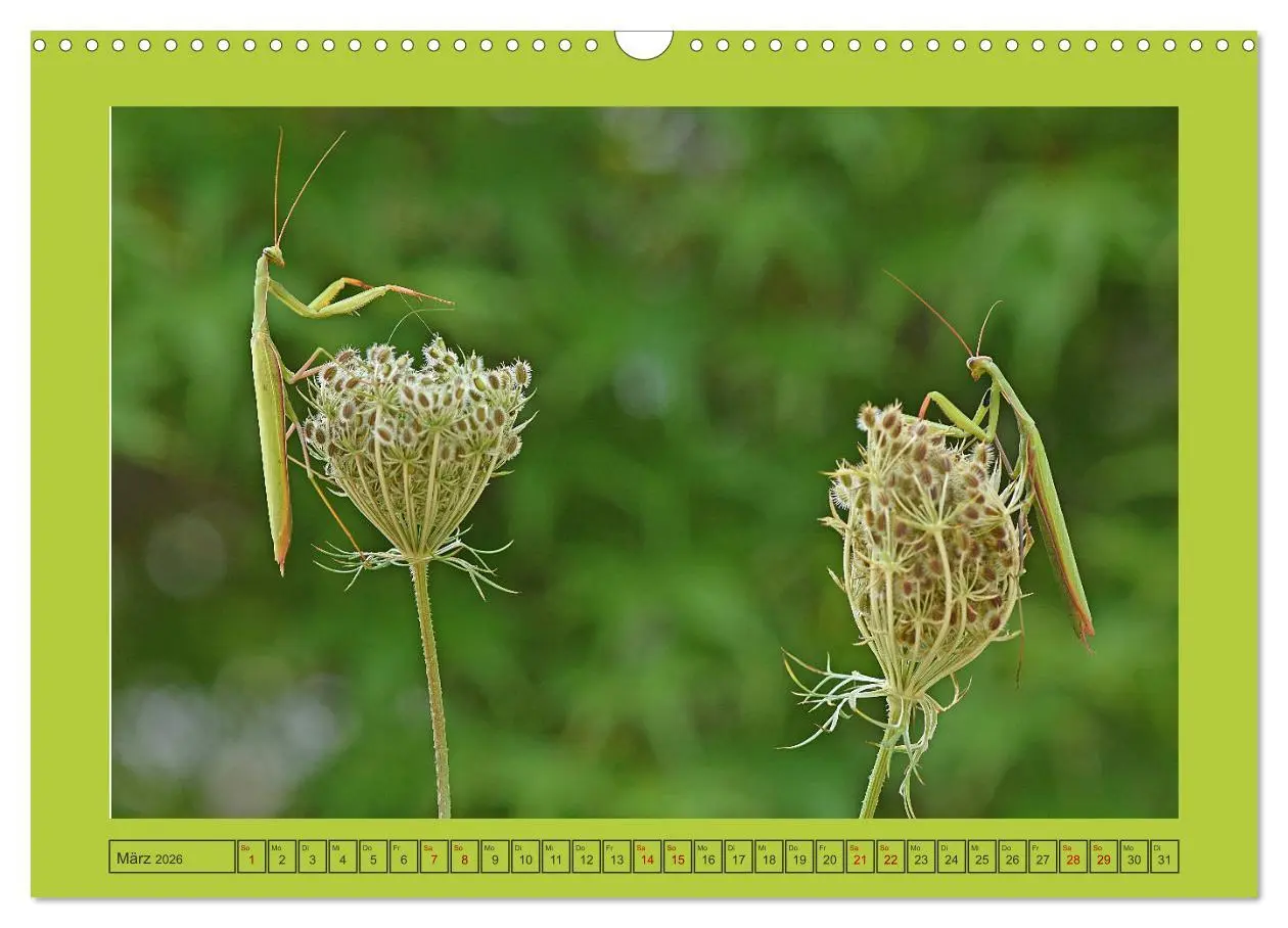 Bild: 9783457718636 | Die Gottesanbeterin Mantis Religiosa (Wandkalender 2026 DIN A3...