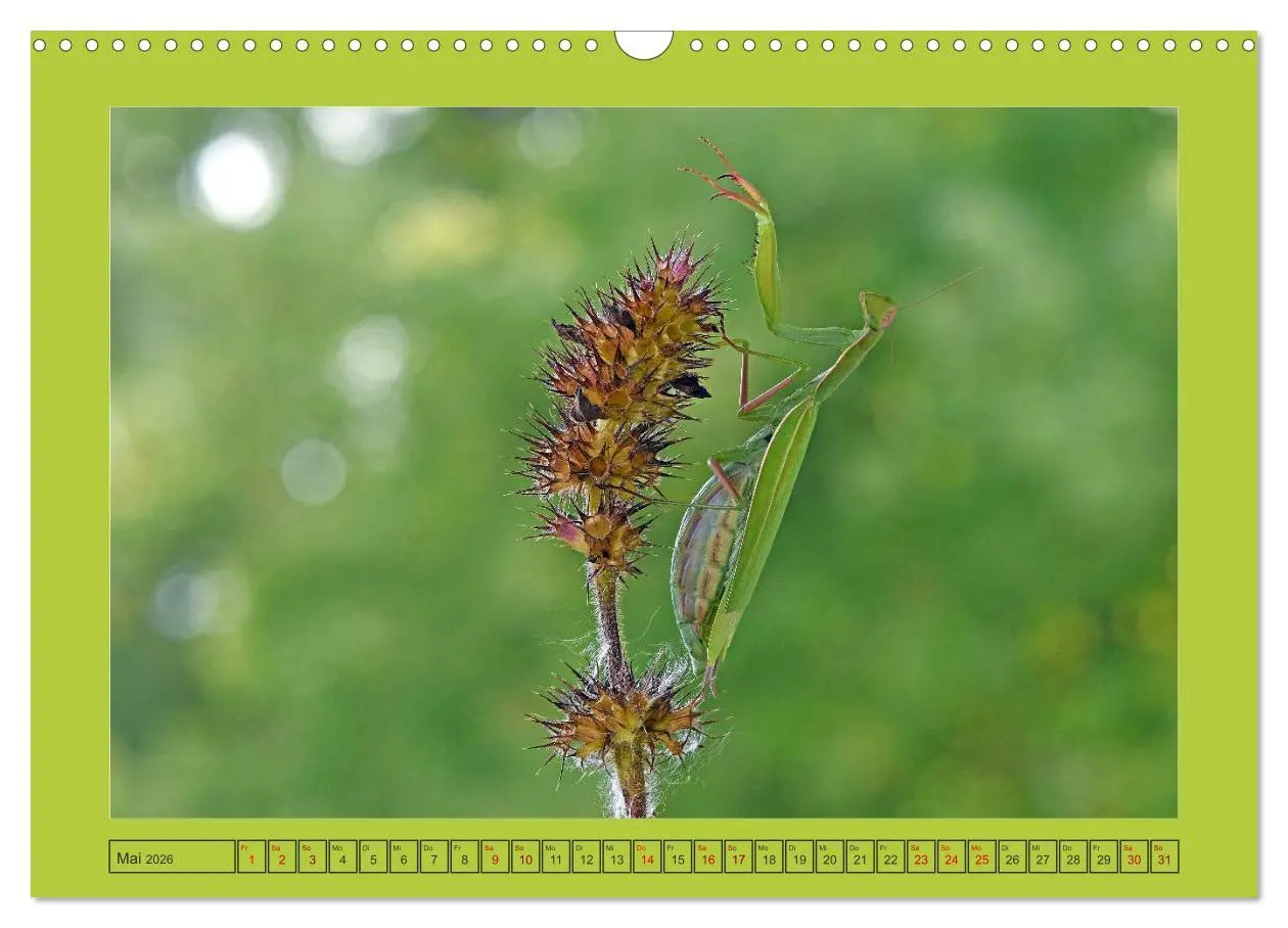 Bild: 9783457718636 | Die Gottesanbeterin Mantis Religiosa (Wandkalender 2026 DIN A3...