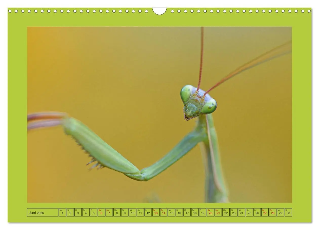 Bild: 9783457718636 | Die Gottesanbeterin Mantis Religiosa (Wandkalender 2026 DIN A3...