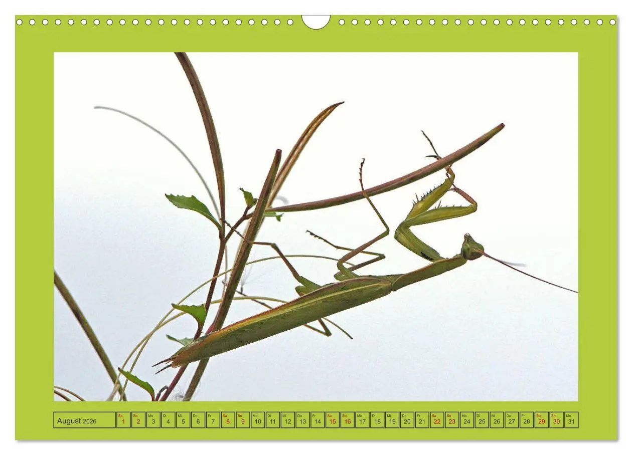 Bild: 9783457718636 | Die Gottesanbeterin Mantis Religiosa (Wandkalender 2026 DIN A3...