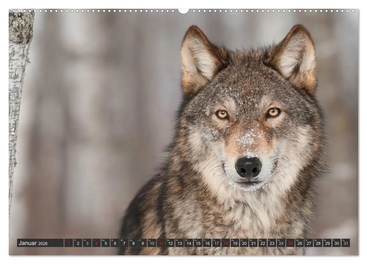 Bild: 9783516048636 | Wölfe. Graue Eminenzen (Wandkalender 2026 DIN A2 quer), CALVENDO...