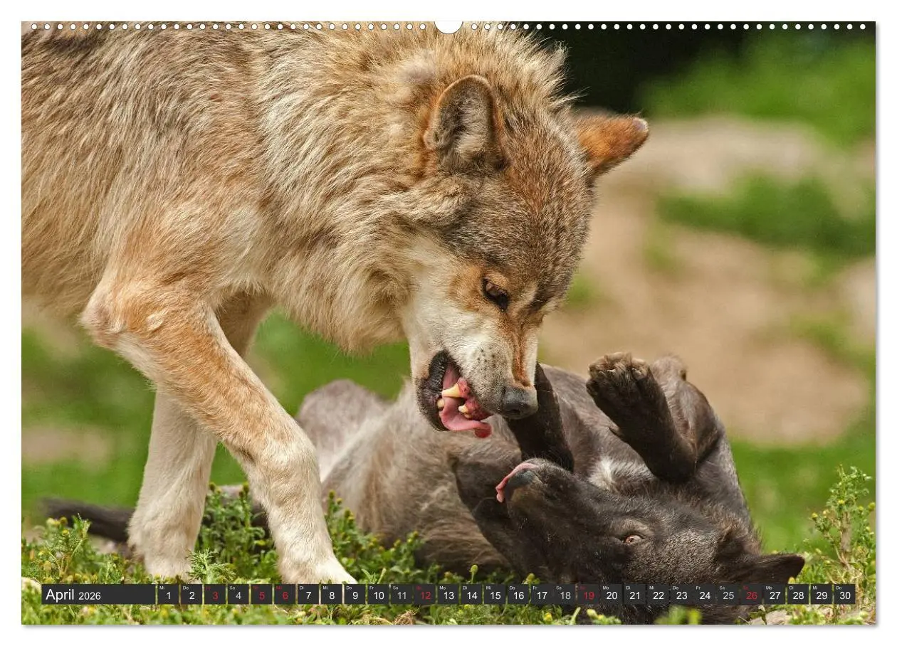 Bild: 9783516048636 | Wölfe. Graue Eminenzen (Wandkalender 2026 DIN A2 quer), CALVENDO...
