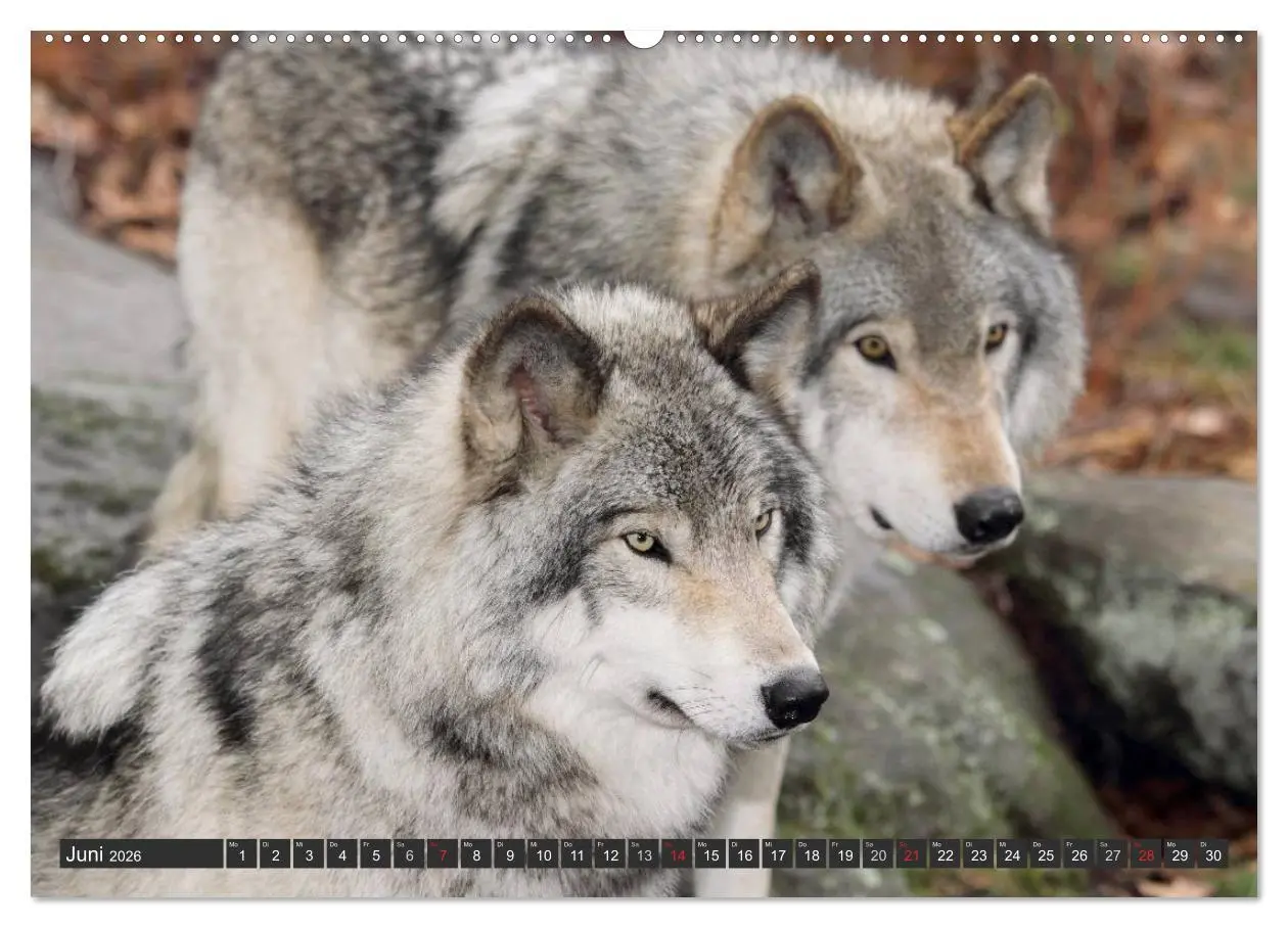 Bild: 9783516048636 | Wölfe. Graue Eminenzen (Wandkalender 2026 DIN A2 quer), CALVENDO...