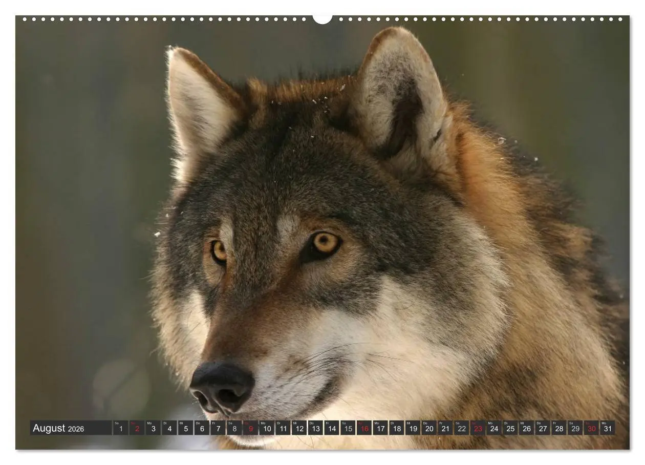 Bild: 9783516048636 | Wölfe. Graue Eminenzen (Wandkalender 2026 DIN A2 quer), CALVENDO...