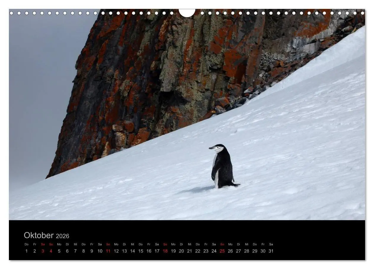 Bild: 9783516118636 | Antarktische Impressionen (Wandkalender 2026 DIN A3 quer), CALVENDO...