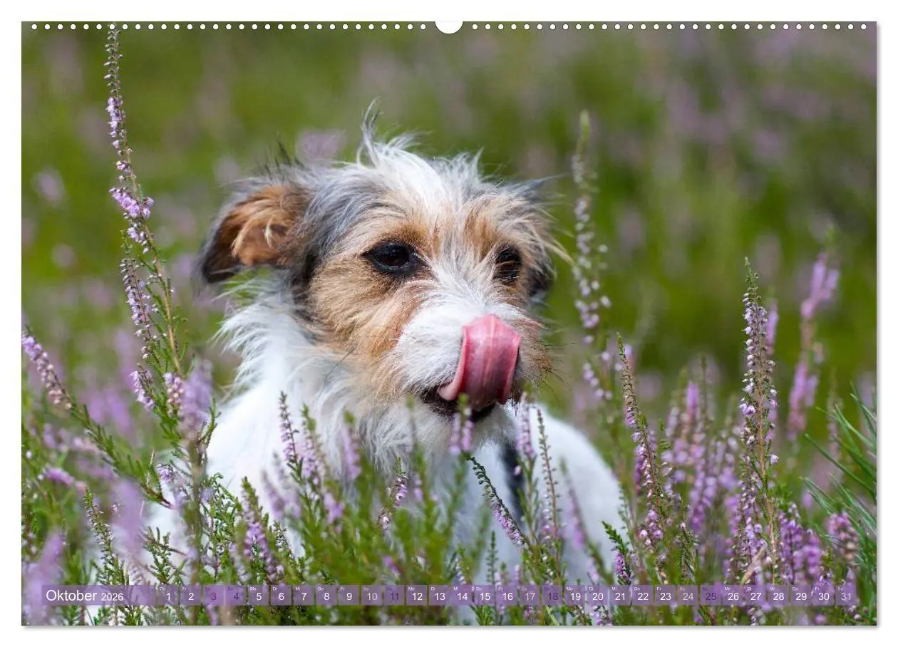 Bild: 9783516079036 | Faszination Terrier (Wandkalender 2026 DIN A2 quer), CALVENDO...