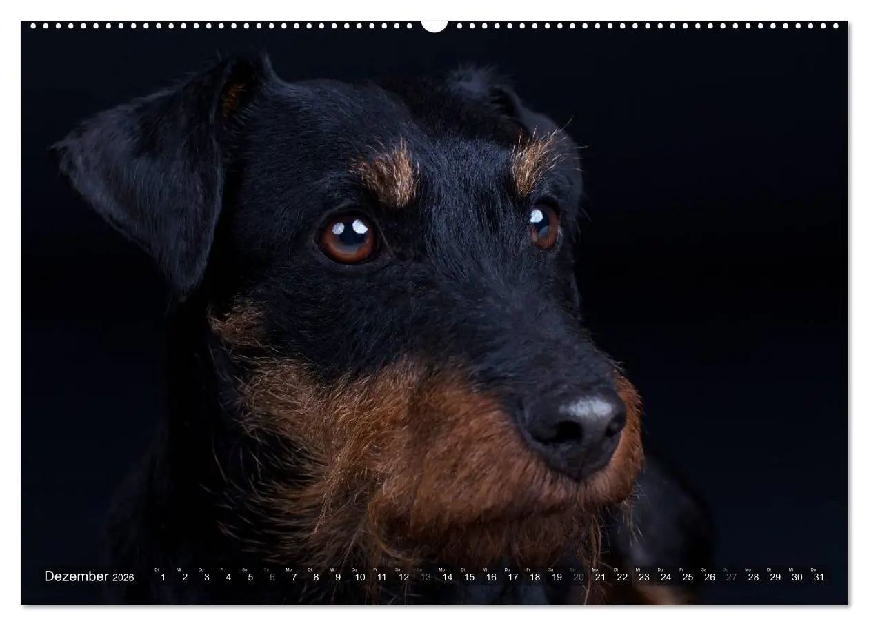 Bild: 9783516079036 | Faszination Terrier (Wandkalender 2026 DIN A2 quer), CALVENDO...