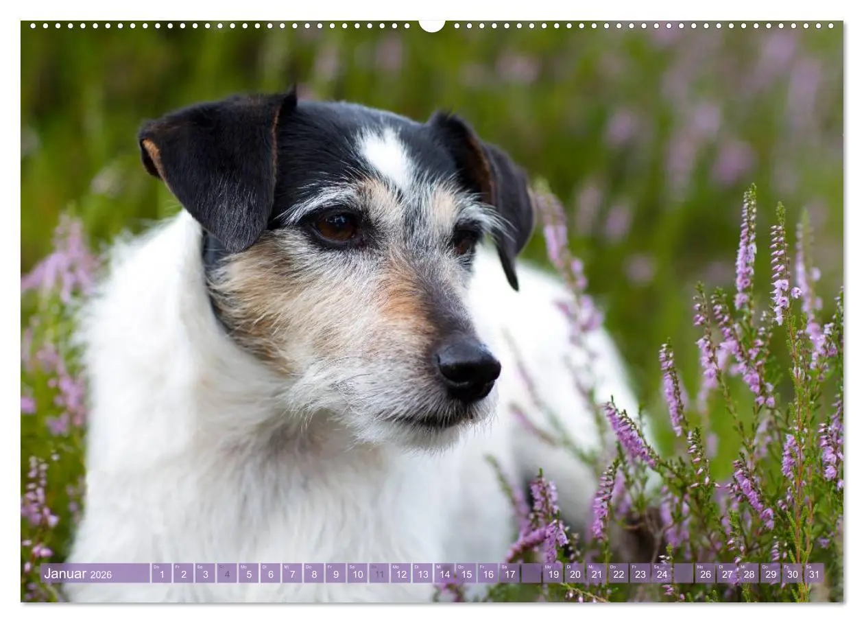 Bild: 9783516079036 | Faszination Terrier (Wandkalender 2026 DIN A2 quer), CALVENDO...