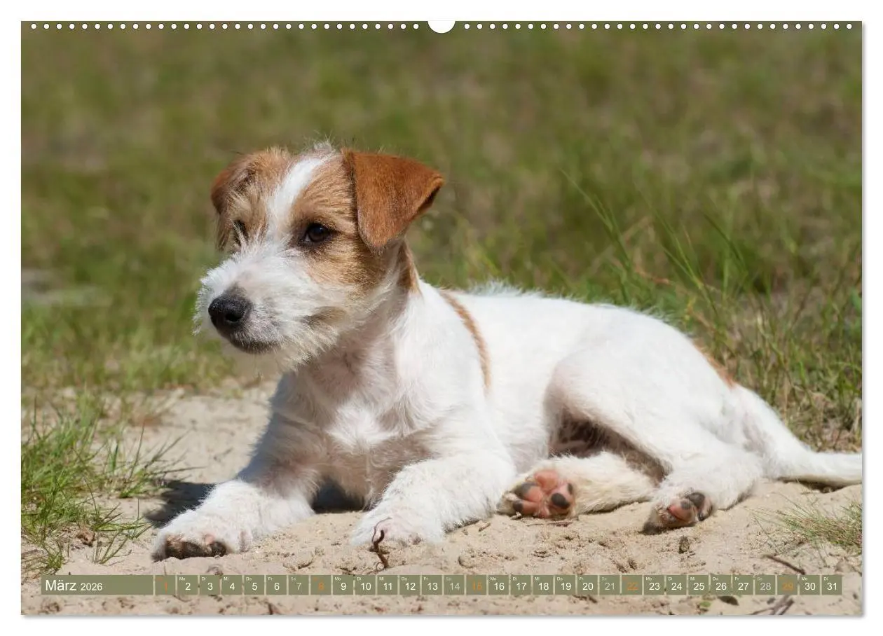 Bild: 9783516079036 | Faszination Terrier (Wandkalender 2026 DIN A2 quer), CALVENDO...
