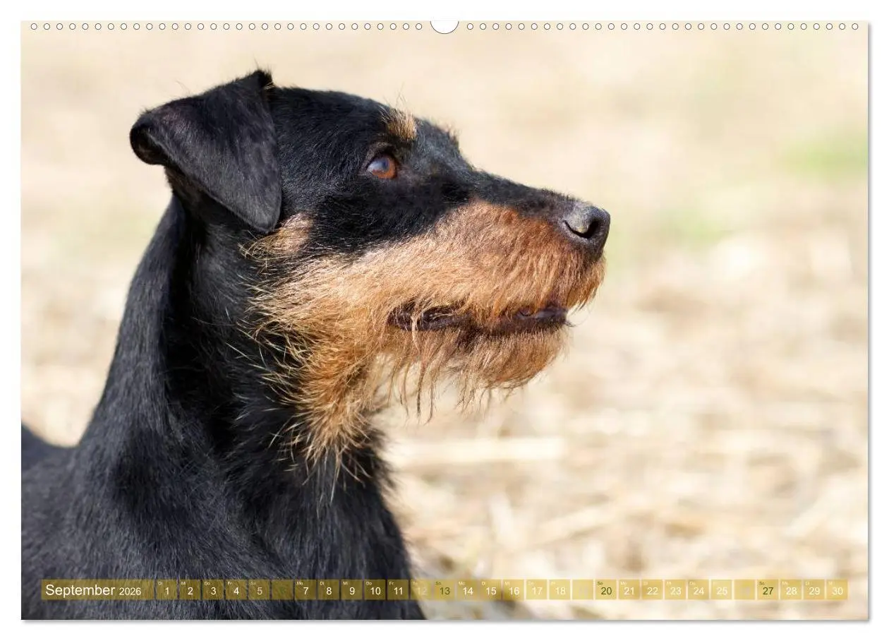 Bild: 9783516079036 | Faszination Terrier (Wandkalender 2026 DIN A2 quer), CALVENDO...