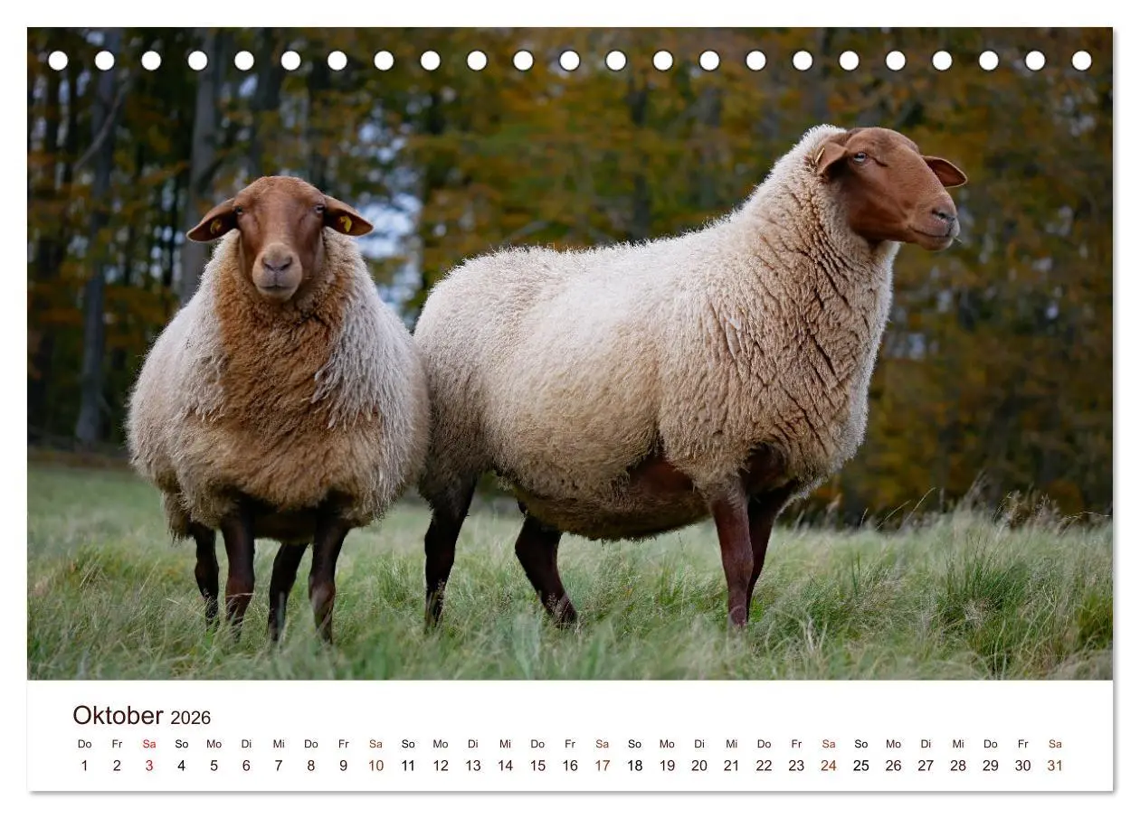Bild: 9783457739136 | Schöne Schafe (Tischkalender 2026 DIN A5 quer), CALVENDO...