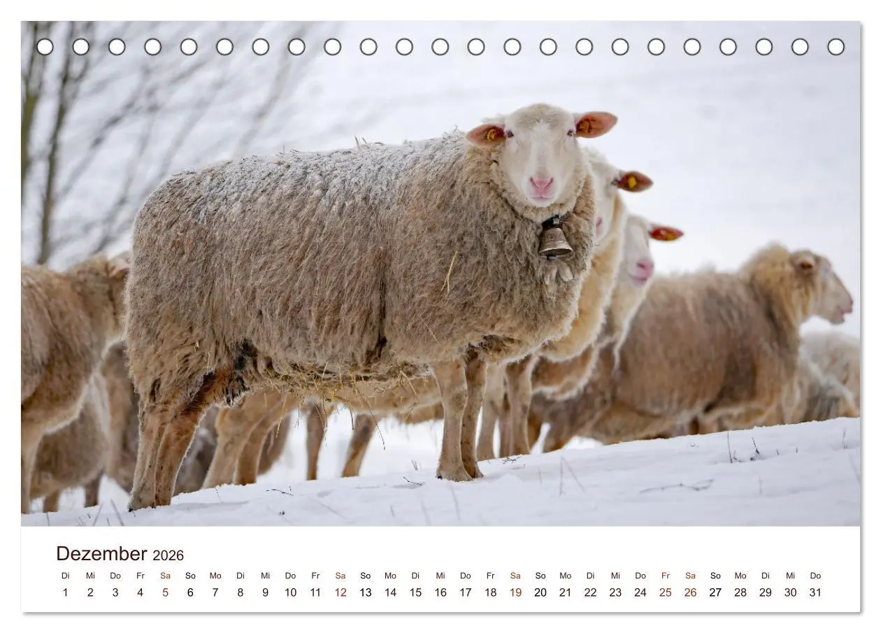 Bild: 9783457739136 | Schöne Schafe (Tischkalender 2026 DIN A5 quer), CALVENDO...